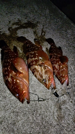 キジハタの釣果
