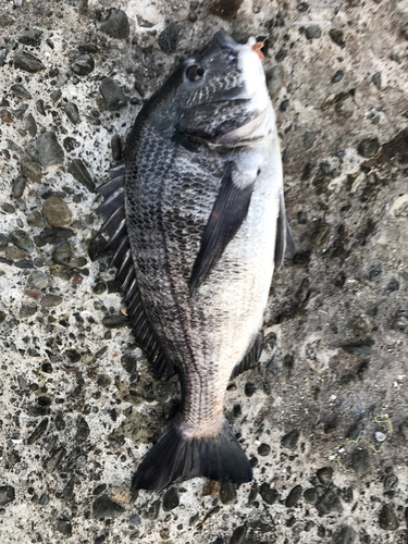 クロダイの釣果