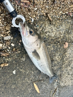 マルスズキの釣果