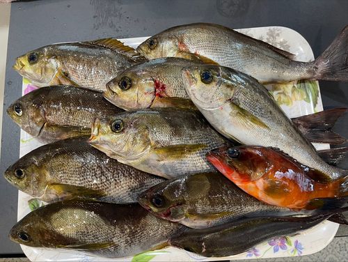 イサキの釣果