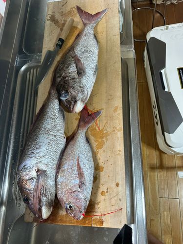 マダイの釣果