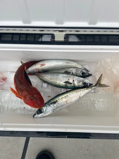 サバの釣果