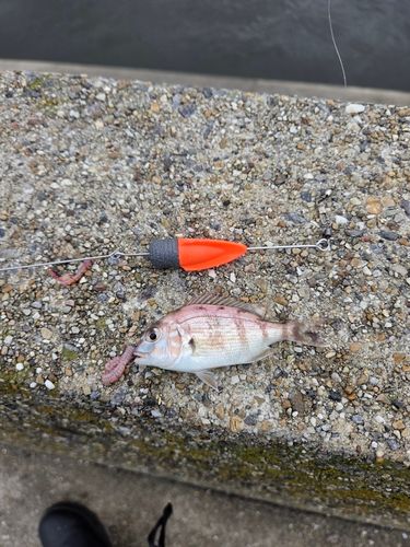 チャリコの釣果