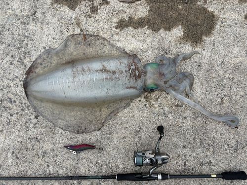 アオリイカの釣果