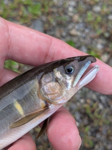 アユの釣果