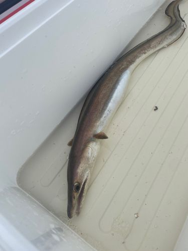 ハモの釣果