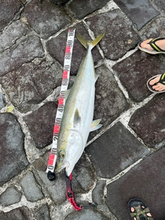 ブリの釣果