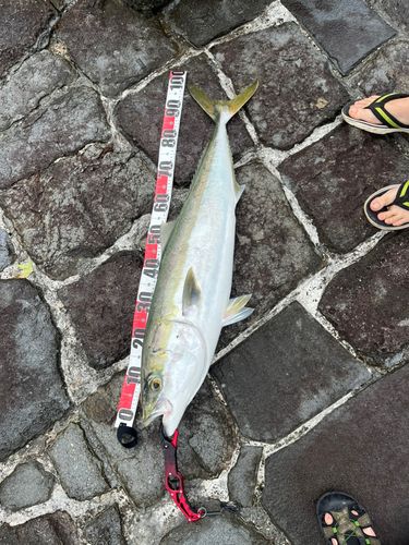 ブリの釣果