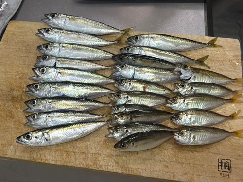 アジの釣果