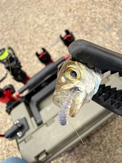 マアジの釣果