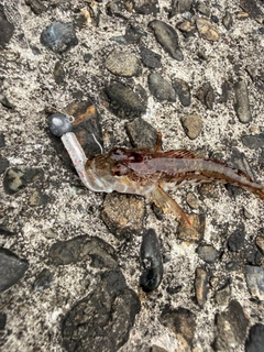 アナハゼの釣果
