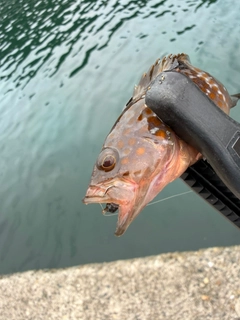 キジハタの釣果