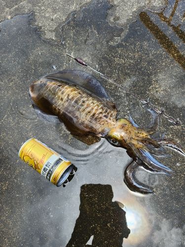 ミズイカの釣果