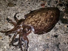モンゴウイカの釣果