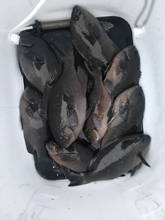 メジナの釣果