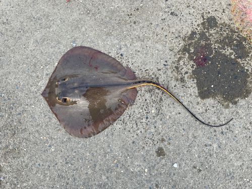 アカエイの釣果