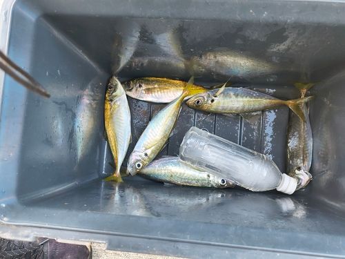 マアジの釣果