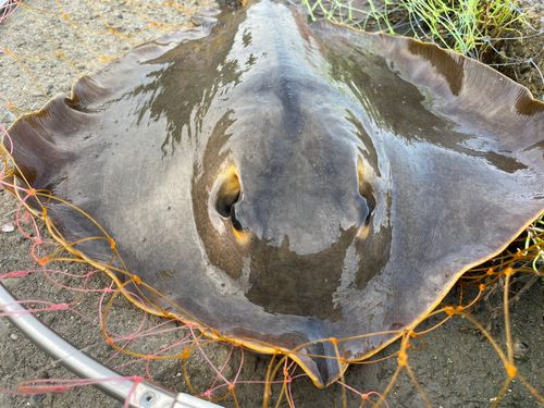 アカエイの釣果