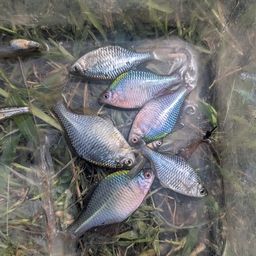 タナゴの釣果・釣り情報まとめ【2026年最新】 - アングラーズ | 釣果
