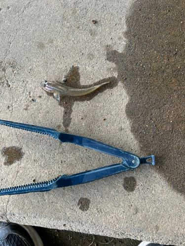 マハゼの釣果