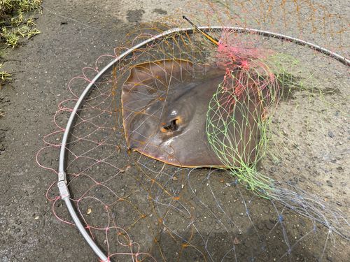 アカエイの釣果