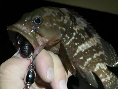アコウの釣果