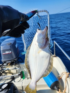 ヒラメの釣果
