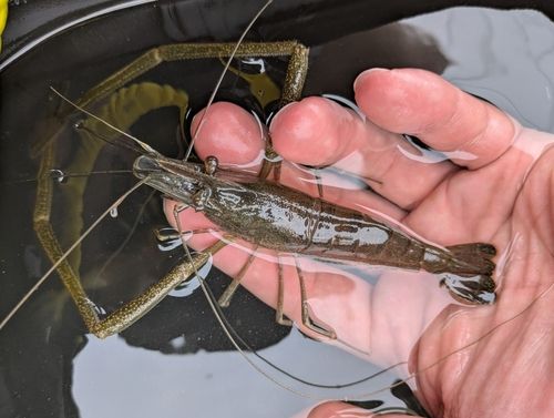 テナガエビの釣果