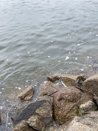 マハゼの釣果