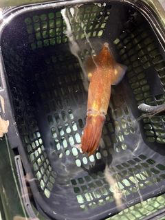 アカイカの釣果