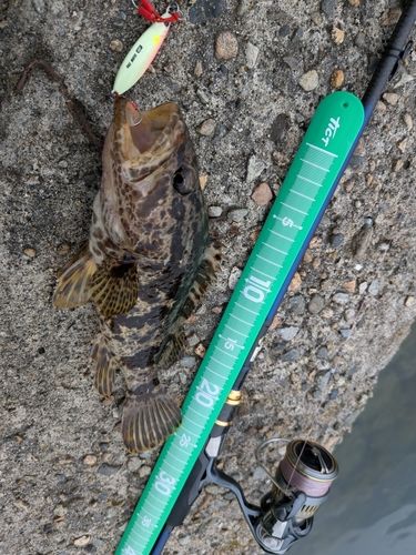 タケノコメバルの釣果