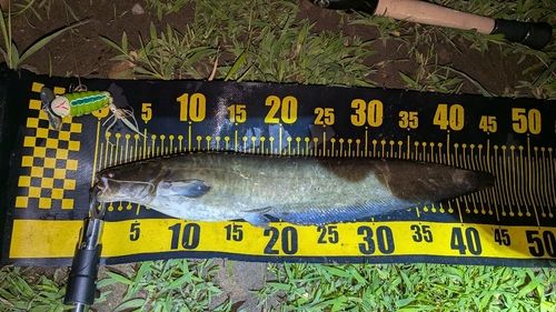 ナマズの釣果