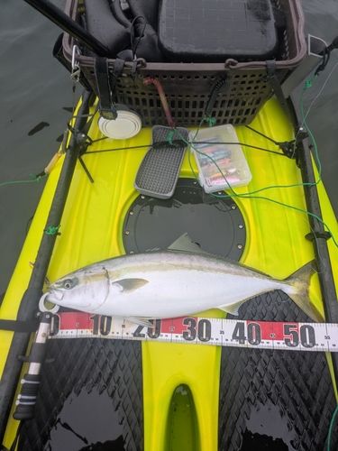 イナダの釣果