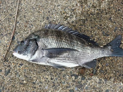 釣果