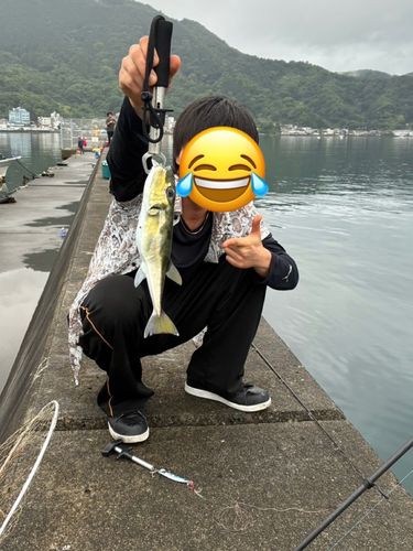クロサバフグの釣果