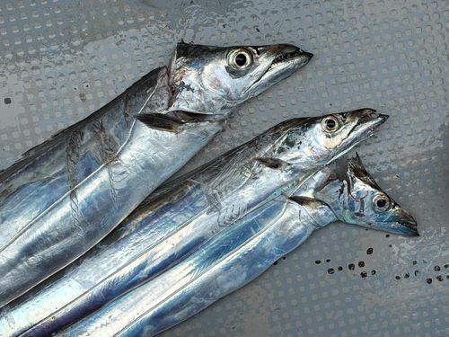 タチウオの釣果