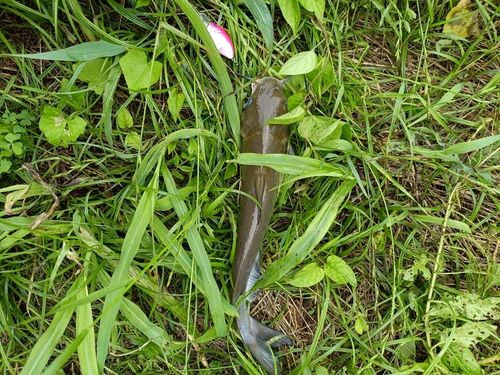 アメリカナマズの釣果
