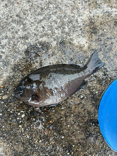 グレの釣果