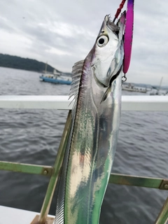 タチウオの釣果