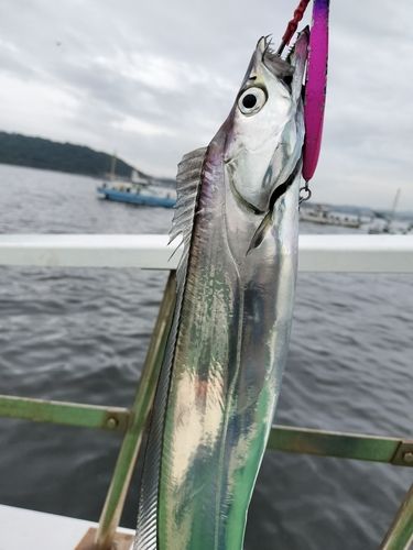 タチウオの釣果