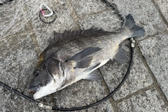 クロダイの釣果