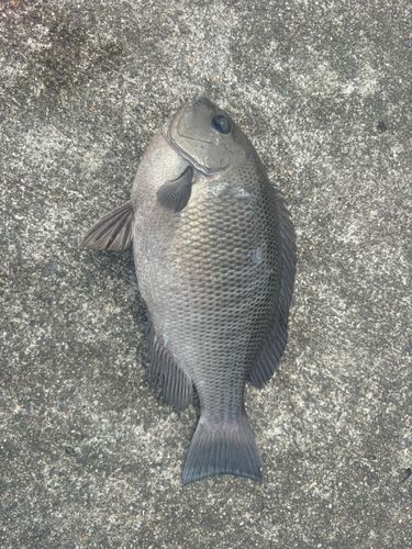 メジナの釣果