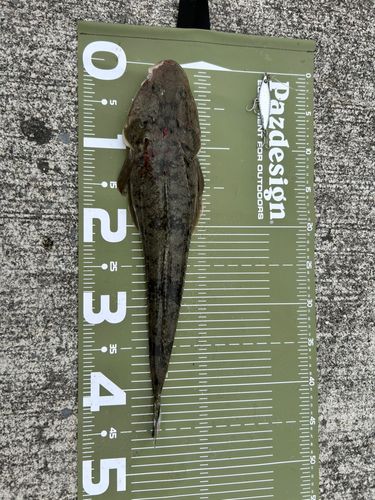 マゴチの釣果