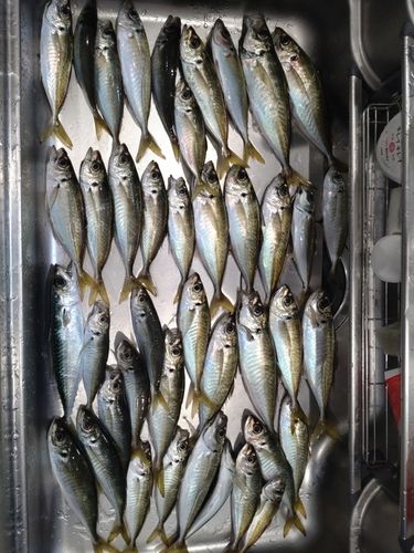 アジの釣果