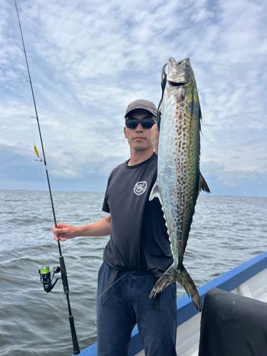 サワラの釣果