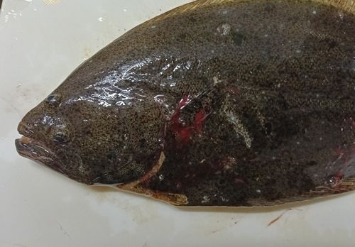 ヒラメの釣果