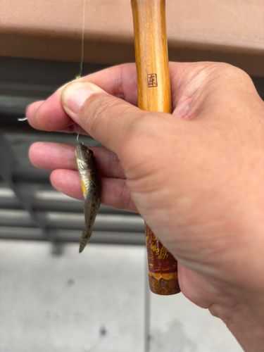 マハゼの釣果