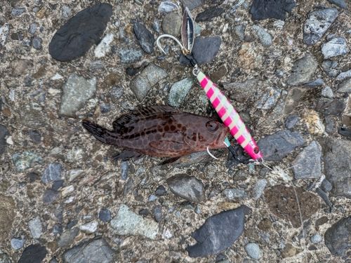 オオモンハタの釣果