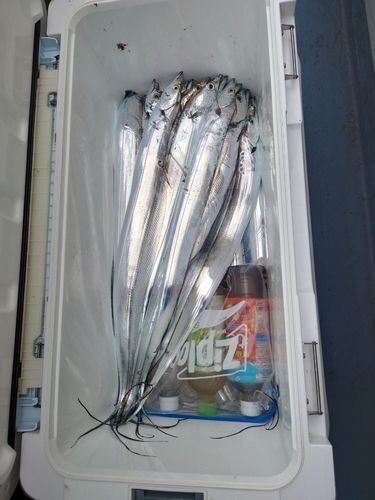 タチウオの釣果