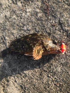 カサゴの釣果